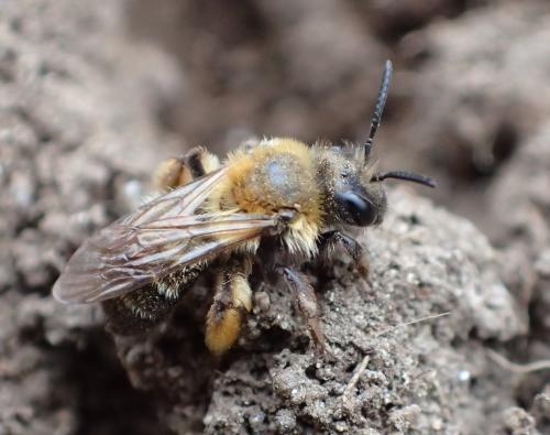 Andrena sp.
